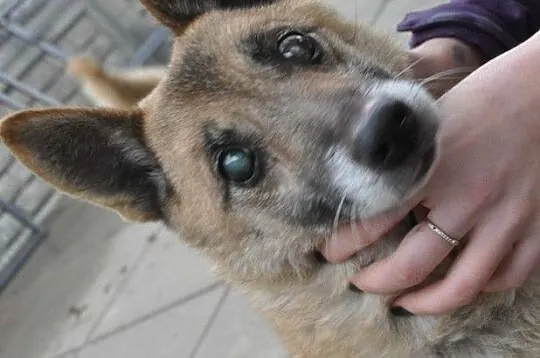 KLUŚ-kochany niewidomy maluszek wyrzucony z auta-szukamy troskliwego domu, adopcja, Małopolskie, Kraków