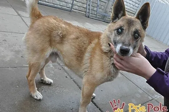 KLUŚ-kochany niewidomy maluszek wyrzucony z auta-szukamy troskliwego domu, adopcja, Małopolskie, Kraków