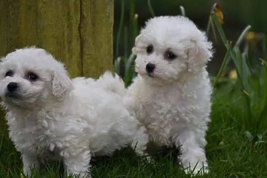 Przepiękny miot szczeniąt Bichon Friese, Słupsko