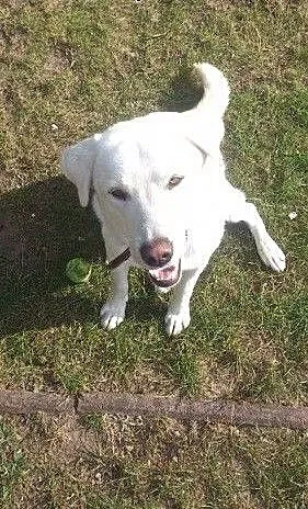 Barry -biszkoptowy labrador do adopcji, mazowieck