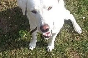 Barry -biszkoptowy labrador do adopcji,  mazowieck