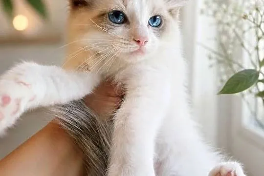 Piękna kotka Ragdoll z rodowodem i wyprawką, Łódzkie, Łódź