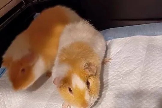 Świnki morskie rasy Teddy imiona Marianki 5,5 mies samczyki klatka 100cm ka, Wielkopolskie, Swarzędz