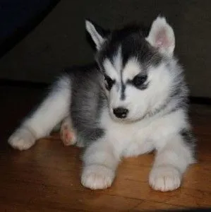 Syberian Husky jest bardzo wesołą suczką i posiada wszystkie dokumenty.