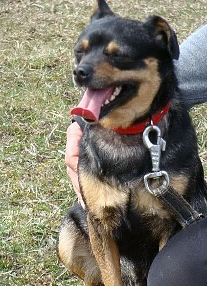 Boberek-mały psiak z łańcucha - pomożesz? Pokochasz i dasz dom? ADOPCJA!, , Wrocław