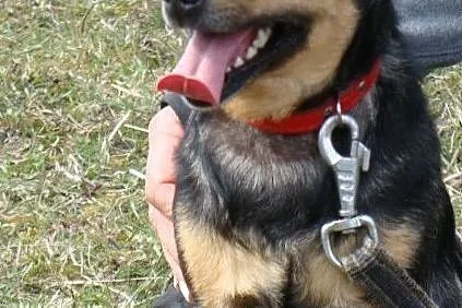 Boberek-mały psiak z łańcucha - pomożesz? Pokochasz i dasz dom? ADOPCJA!, , Wrocław
