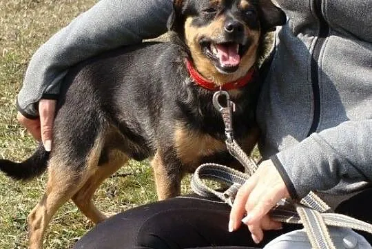 Boberek-mały psiak z łańcucha - pomożesz? Pokochasz i dasz dom? ADOPCJA!, , Wrocław