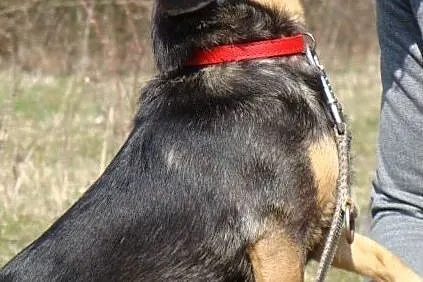 Boberek-mały psiak z łańcucha - pomożesz? Pokochasz i dasz dom? ADOPCJA!, , Wrocław
