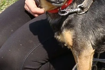 Boberek-mały psiak z łańcucha - pomożesz? Pokochasz i dasz dom? ADOPCJA!, , Wrocław