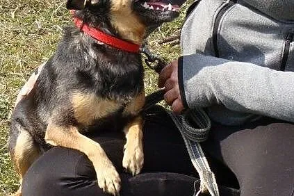 Boberek-mały psiak z łańcucha - pomożesz? Pokochasz i dasz dom? ADOPCJA!, , Wrocław