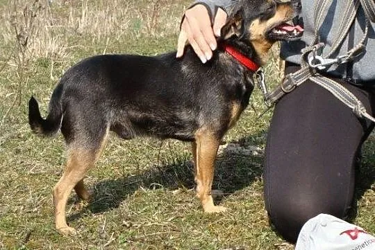 Boberek-mały psiak z łańcucha - pomożesz? Pokochasz i dasz dom? ADOPCJA!, , Wrocław