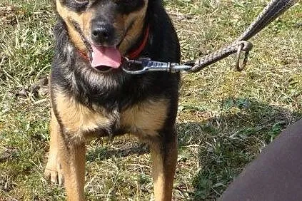Boberek-mały psiak z łańcucha - pomożesz? Pokochasz i dasz dom? ADOPCJA!, , Wrocław