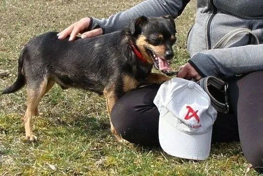 Boberek-mały psiak z łańcucha - pomożesz? Pokochasz i dasz dom? ADOPCJA!, , Wrocław