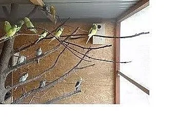 Papugi nimfy, Bochnia