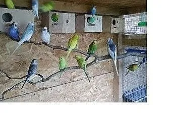 Papugi nimfy, Bochnia