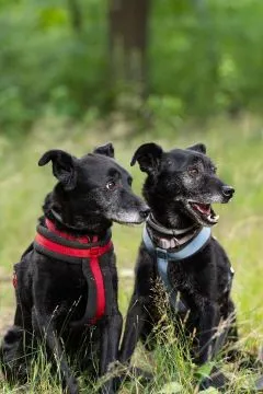Devi i Devo - łagodne, poczciwe psiaki szukają wspólnego domu!  DEVI & DEVO, czyli nasze kochane chł, , Warszawa