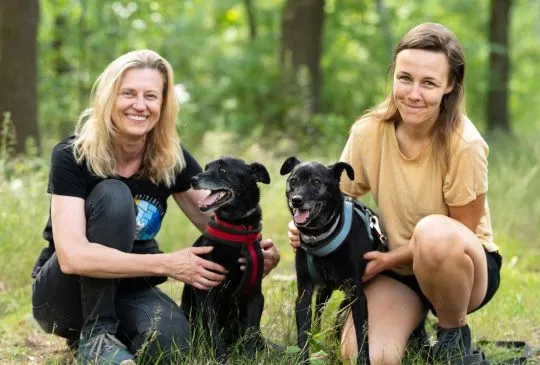 Devi i Devo - łagodne, poczciwe psiaki szukają wspólnego domu!  DEVI & DEVO, czyli nasze kochane chł, , Warszawa