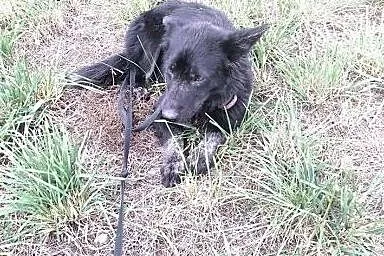 Mikra młodziuteńka sunia potrzebuje cierpliwego i 