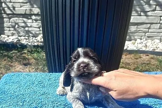 Cocker Spaniel Angielski Piesek