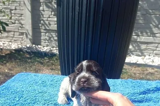 Cocker Spaniel Angielski Piesek, Wielkopolskie, Jutrosin