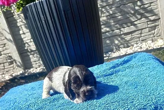Cocker Spaniel Angielski Piesek, Wielkopolskie, Jutrosin