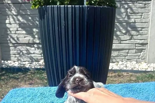 Cocker Spaniel Angielski Piesek, Wielkopolskie, Jutrosin