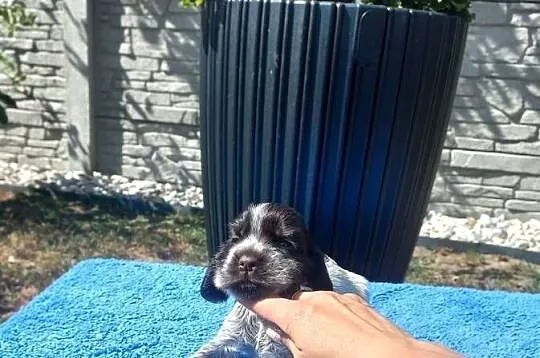 Cocker Spaniel Angielski Piesek, Wielkopolskie, Jutrosin