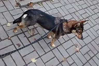 KAWA - maleńska, młoda sunia -do adopcji,  mazowieckie Warszawa