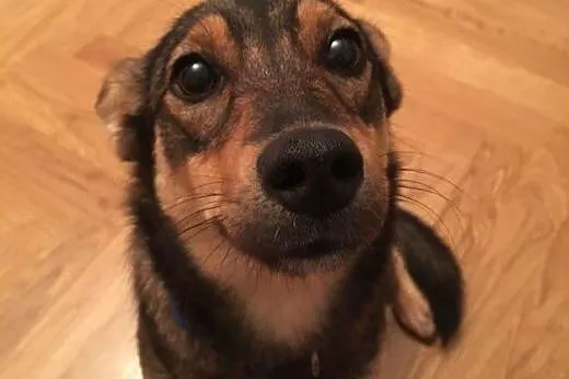 KAWA - maleńska, młoda sunia -do adopcji,  mazowie