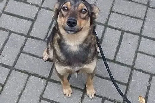 KAWA - maleńska, młoda sunia -do adopcji,  mazowie
