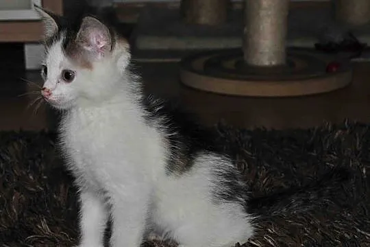 2 miesięczni bracia Patryk i Arni szukają domów