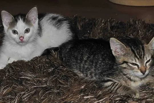 2 miesięczni bracia Patryk i Arni szukają domów