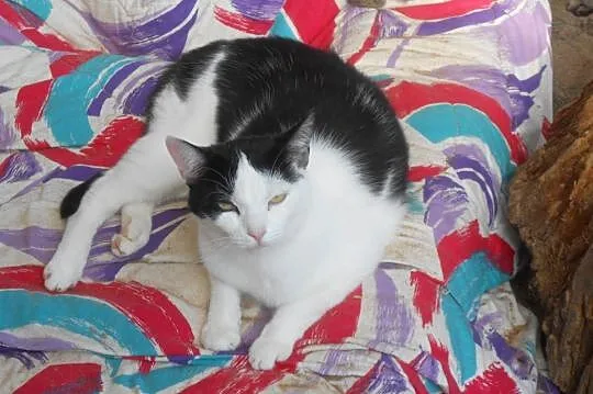 (Ma)Lutka – drobna, czarno-biała koteczka, Olsztyn