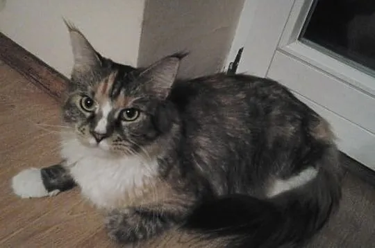 Sprzedam śliczną kotkę Sophie.