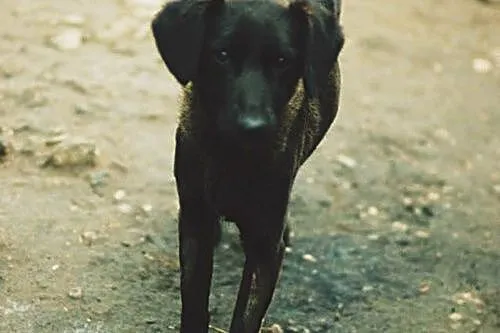 Roczna, przyjazna Wega, drobna sunia szuka domu!