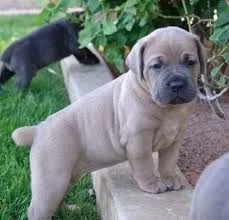 Szczeniak rasy cane corso jest już dostępny na sprzedaż. Posiada wszystkie dokumenty.