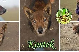Kostek, Odschroniskuj mnie!,  warmińsko-mazurskie Pasłęk
