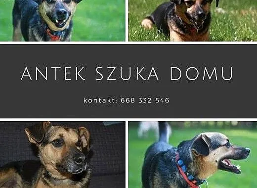 Cudaczkowi potrzeba domu! Może na Ciebie liczyć?,