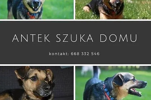 Cudaczkowi potrzeba domu! Może na Ciebie liczyć?, 