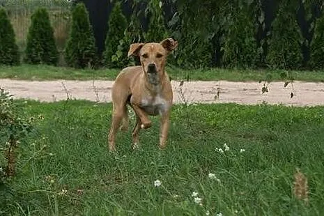 Uszko - świetny psi towarzysz do przygarnięcia :),