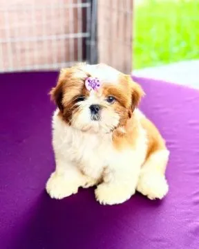Urocze szczenięta Shih Tzu na sprzedaż, do kochających domów
