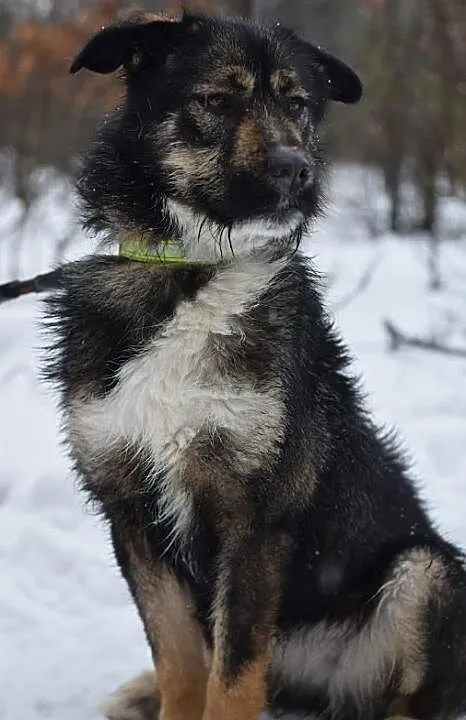 Kochająca Bora szuka domu, Śląskie, Bytom
