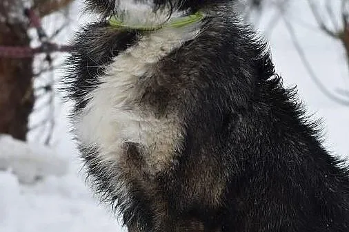 Kochająca Bora szuka domu, Śląskie, Bytom
