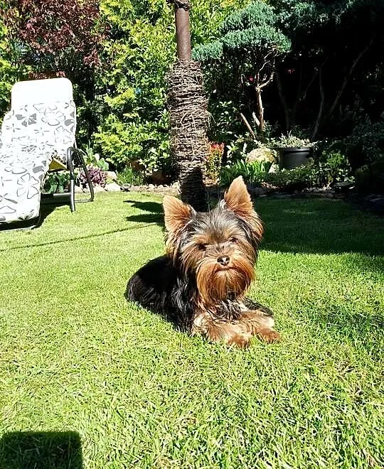 Sprzedam sunię Yorkshire Terrier, Zachodniopomorskie, Tanowo