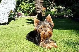 Sprzedam sunię Yorkshire Terrier