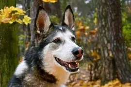 Nese pies w typie alaskan malamute już 2 lata czek, Gdańsk
