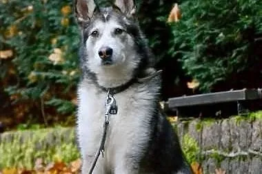 Nese pies w typie alaskan malamute już 2 lata czek