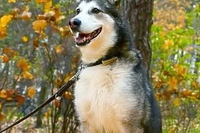 Nese pies w typie alaskan malamute już 2 lata czek