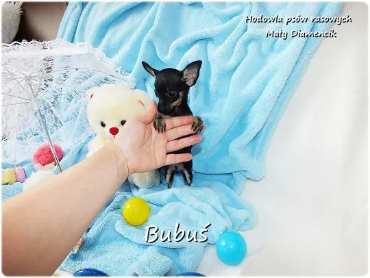 Mini Piesek BUBUŚ Ratlerek XS! Pinczer miniaturowy +Rodowód Do Odbioru Tel. 739052954, , Lubsko