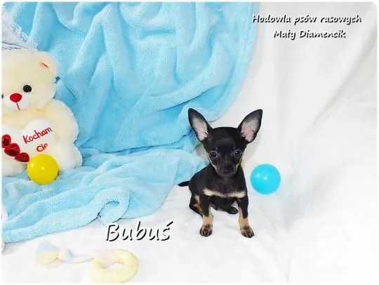 Mini Piesek BUBUŚ Ratlerek XS! Pinczer miniaturowy +Rodowód Do Odbioru Tel. 739052954, , Lubsko